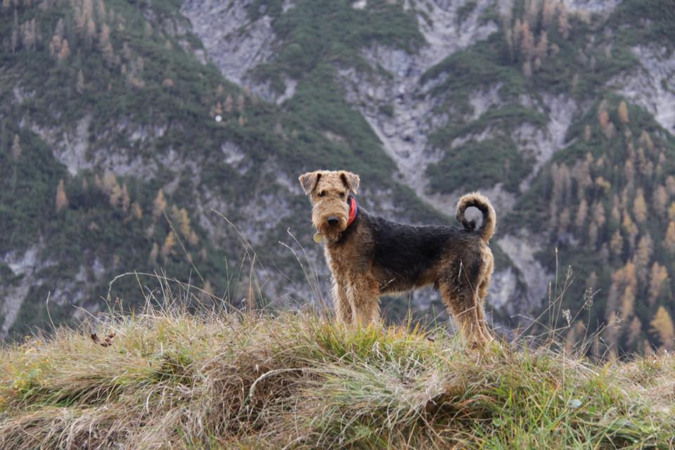 OSCAR in de bergen